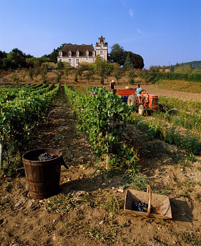 Harvesting grapes in vineyard below Chteau Marincourt Beynac Dordogne France    Vin de Pays du Prigord