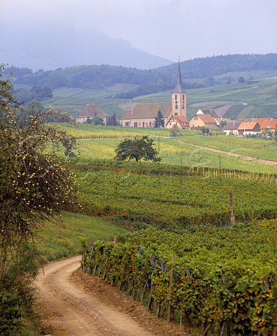 Vineyards at Blienschwiller BasRhin France      Alsace