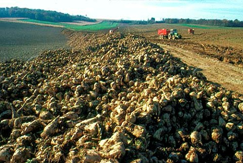 Sugar beet awaiting collection   Somme France