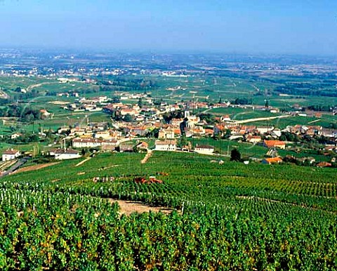 Harvesting in vineyard above Fleurie  Rhne France  Fleurie  Beaujolais