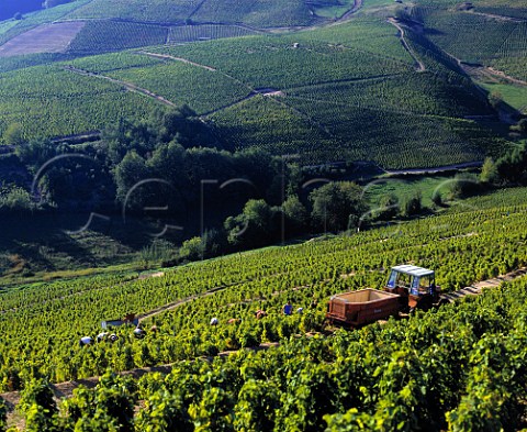Harvest time in vineyard at Fleurie Rhne France   Fleurie  Beaujolais