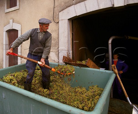 Unloading harvested Aligot grapes in backstreet of   PulignyMontrachet Cte dOr France   Cte de Beaune