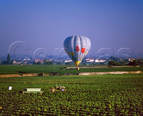 Hotair balloon over Le Cromin vineyard at   Meursault Cte dOr France   Cte de Beaune