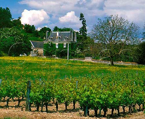 Vineyard at Les Loges near Chinon IndreetLoire   France  AC Chinon