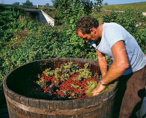 Destemming Trousseau grapes in the vineyard using a crible MontignylsArsures near Arbois Jura France AC Arbois