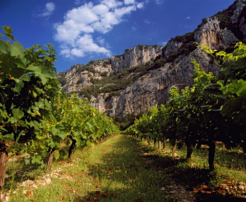 Vineyard in the Ardche Gorge near   VallonPontdArc Ardche France     Coteaux de lArdche
