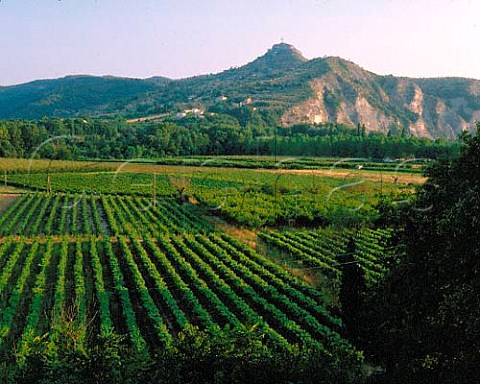 Vineyards in the Ardche valley near Ruoms   Ardche France   Coteaux de lArdche