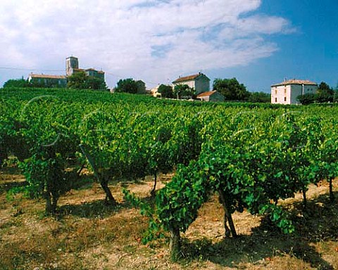 Vineyard at Grospierres near Ruoms Ardche   France   Coteaux de lArdche