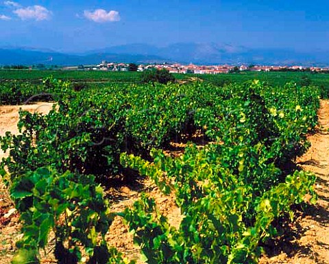 Village of Fourques viewed over Grenache vineyard   PyrnesOrientales France   Ctes du Roussillon