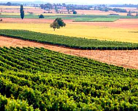 Vineyards near Amberre to the northwest of   Poitiers Vienne France    HautPoitou