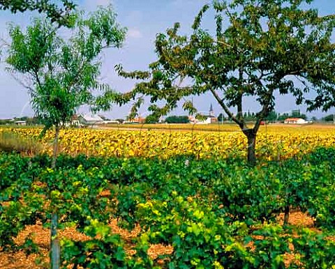 Vineyard sunflowers and fruit trees at   ChampignyleSec Vienne France   Vin de Pays de Jardin de la France