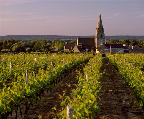 Cabernet Franc vineyard at Souzay MaineetLoire France    SaumurChampigny