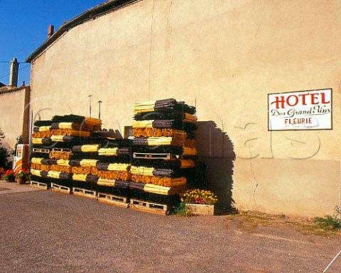 Piles of new vine stakes in village of   Fleurie Rhne France     Fleurie  Beaujolais