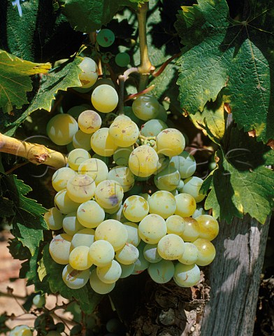 Muscat dAlexandrie grapes