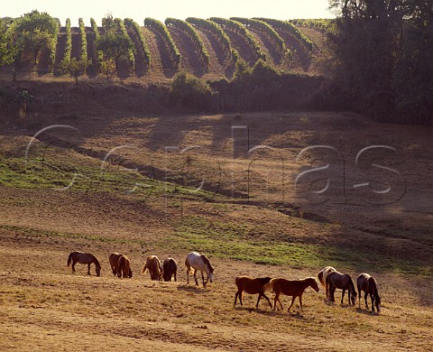 Vineyard and horses Monbazillac Dordogne France  Monbazillac  Bergerac