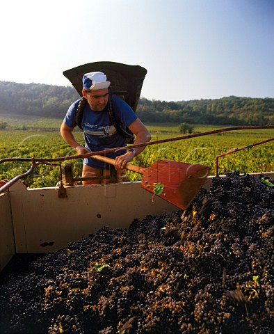 Harvesting Pinot Noir grapes at Buxy  SaneetLoire France    Montagny  Cte Chalonnaise