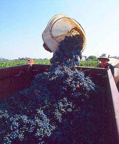Hodcarrier tipping harvested Merlot grapes into   trailer   CastillonlaBataille Gironde France  Ctes de Castillon  Bordeaux