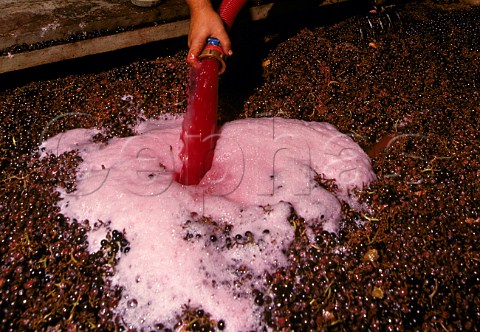 Pumping over must maceration carbonique fermentation of Gamay grapes  Brouilly Rhne France Cte de Brouilly  Beaujolais