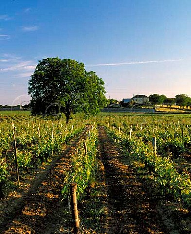 Vineyards near Souzay MaineetLoire France  SaumurChampigny