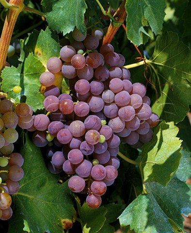 Grenache Gris grapes LanguedocRoussillon France