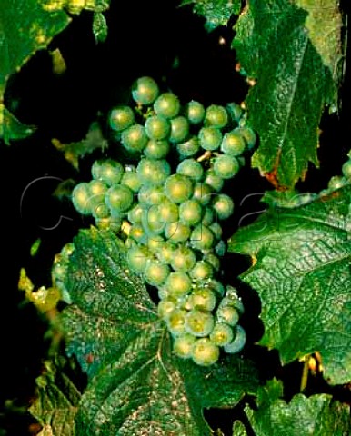 Molette grapes  Savoie
