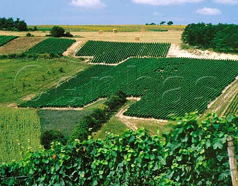 Vineyards at ChampignollezMondeville   Aube France   Champagne