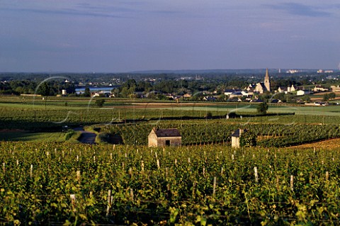 Cabernet Franc vineyards above the River Loire at Souzay near Saumur MaineetLoire France    SaumurChampigny