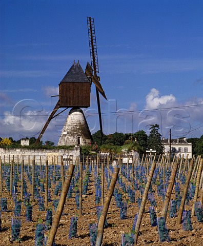 New Cabernet Franc vineyard at La Herpinire   near CandesStMartin MaineetLoire France    SaumurChampigny