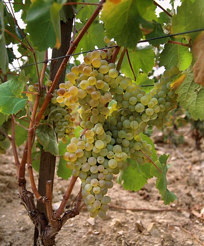 Clairette grapes in vineyard of Chteau de Pibarnon   La CadiredAzur Var France  AC Bandol