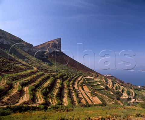 Terraced vineyards of Domaine du Clos SteMagdeleine on the coast above Cassis   BouchesduRhne France    AC Cassis