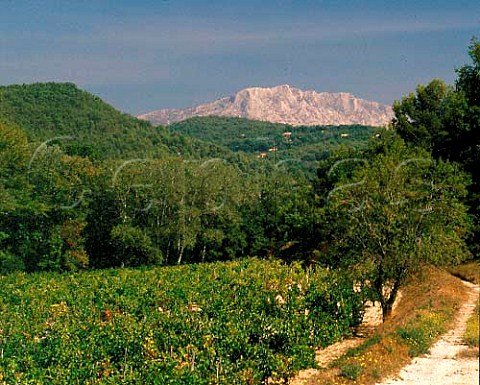 Vineyard of Chteau Simone with Montagne    SteVictoire beyond  Palette BouchesduRhne France  AC Palette