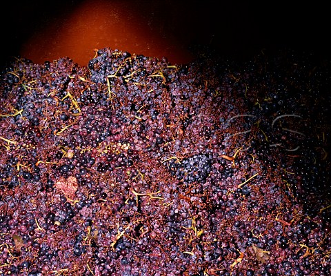 Grapes in fermenting tank maceration carbonique at   Domaine Terre Ferme ChteauneufduPape Vaucluse   France