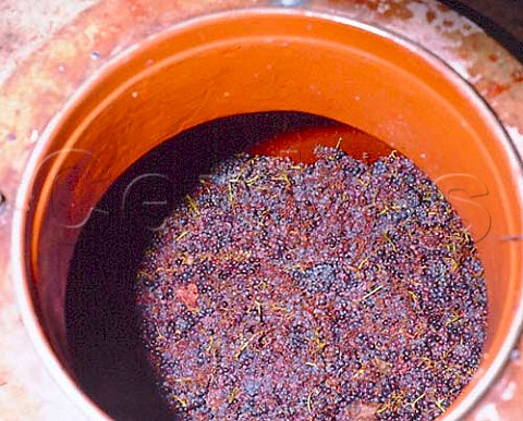 Grapes in fermenting tank maceration carbonique at   Domaine Terre Ferme Chateauneuf du Pape