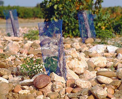 Young vines in stony soil at Domaine de Mont Redon   ChteauneufduPape Vaucluse France