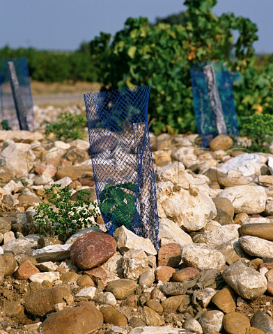 Young vines in stony soil at Domaine de MontRedon ChteauneufduPape Vaucluse France