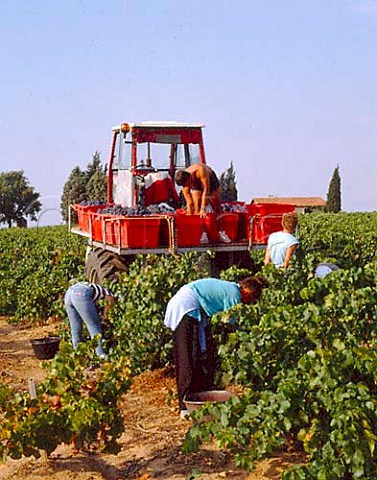 Harvesting Grenache grapes for Domaine Terre Ferme   Chateauneuf du Pape