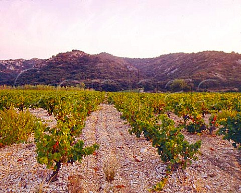Vineyard above Lirac
