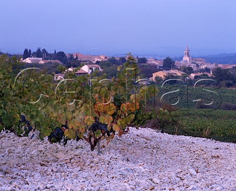 Vineyard on limestone soil at Lirac Gard France