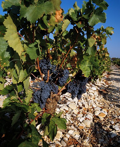 Grenache vineyard on limestone soil of    Chteau la Couranonne Viols Vaucluse France   Ctes du RhneVillages