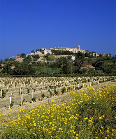 New vineyard at Cairanne Vaucluse France  Ctes du RhneVillages