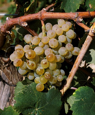 Clairette grapes in vineyard at Cairanne Vaucluse France Ctes du RhneVillages