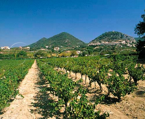 Vineyard of Domaine de Cabasse with hillside village of Sguret beyond Vaucluse France  Ctes du RhneVillages