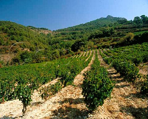 Vineyard below the Dentelles de Montmirail   Gigondas Vaucluse France