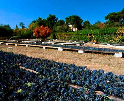 Grenache grapes laid out in the sun to increase the sugar level Chteau Fortia ChteauneufduPape Vaucluse France  ChteauneufduPape