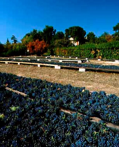 Grenache grapes laid out in the sun to increase the sugar content Chteau Fortia ChteauneufduPape Vaucluse France  ChteauneufduPape
