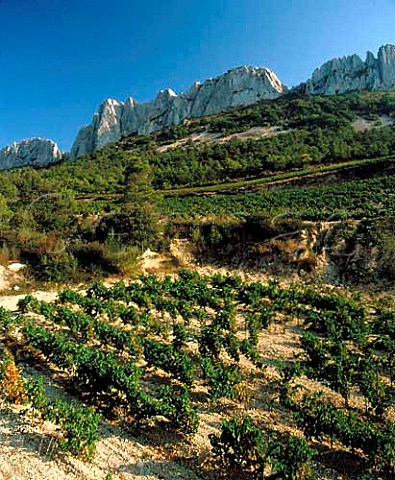 Vineyards below the Dentelles de Montmirail   Gigondas Vaucluse France