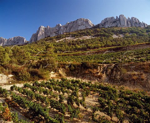 Vineyards below the Dentelles de Montmirail   Gigondas Vaucluse France  Gigondas