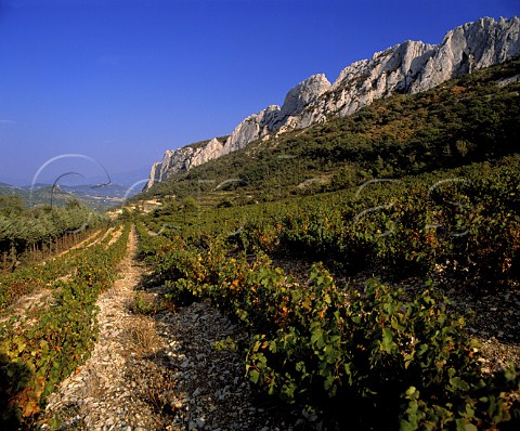 Grenache vineyard below the   Dentelles de Montmirail Gigondas Vaucluse France    Gigondas
