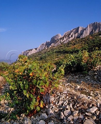 Grenache vineyard on limestone soil high in the Dentelles de Montmirail Gigondas Vaucluse France Gigondas