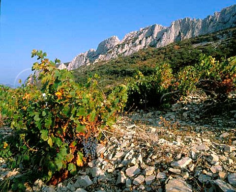 Grenache vineyard below the Dentelles de Montmirail   Gigondas Vaucluse France     AC Gigondas